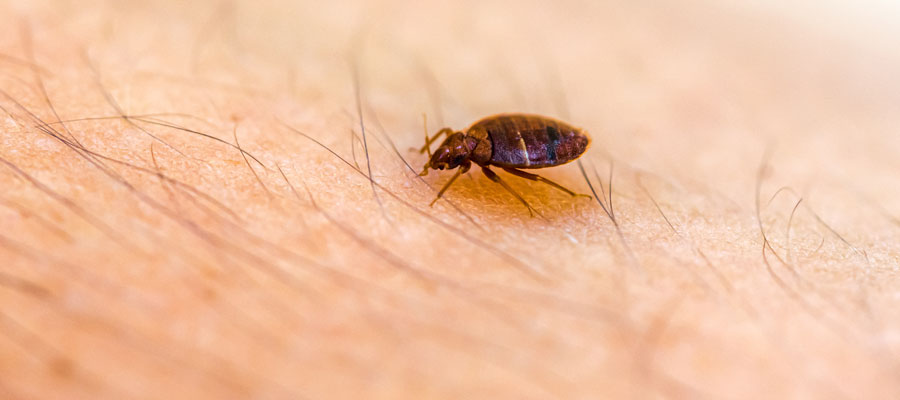 Bed bug in Vancouver BC - OnSite Pest Control