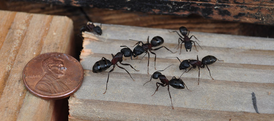 Carpenter ants in Vancouver BC - OnSite Pest Control