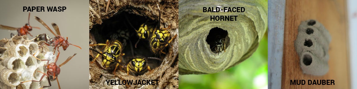 Wasp nest identification info in Canvouver British Columbia - OnSite Pest Control