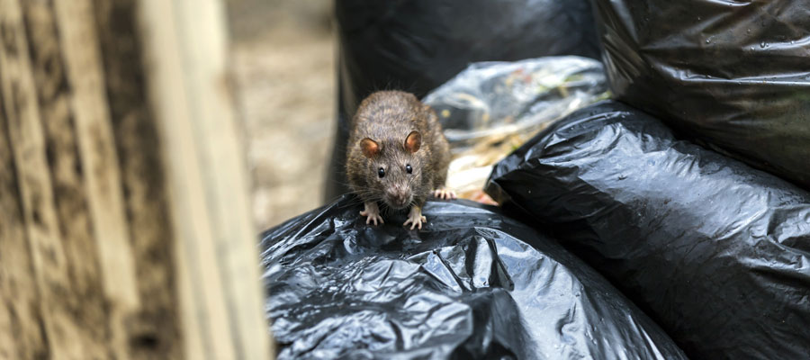 Rats do not transmit COVID-19 in Vancouver BC - OnSite Pest Control