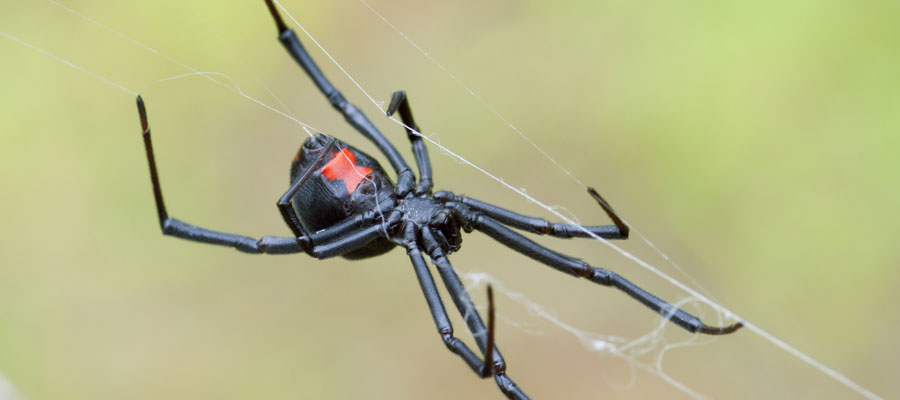Dangerous spiders in Vancouver BC - OnSite Pest Control
