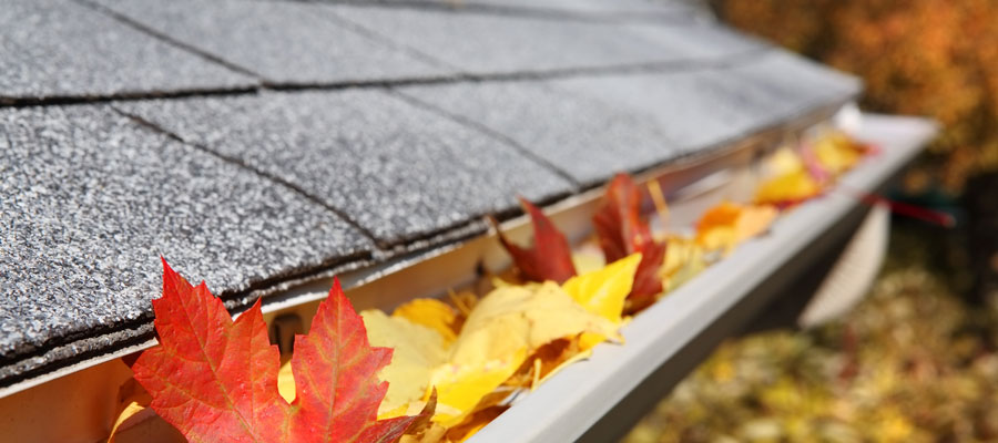 Clogged rain gutters can lead to fall pet problems in Vancouver BC - OnSite Pest Control