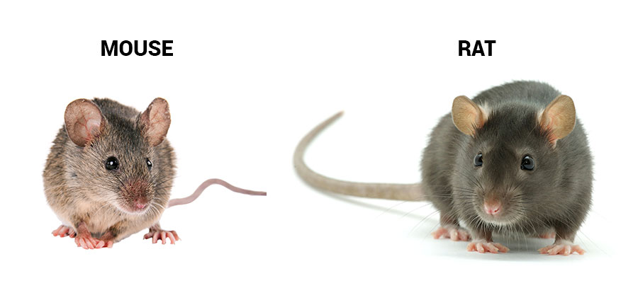 Mouse and rat identification in Vancouver BC - OnSite Pest Control