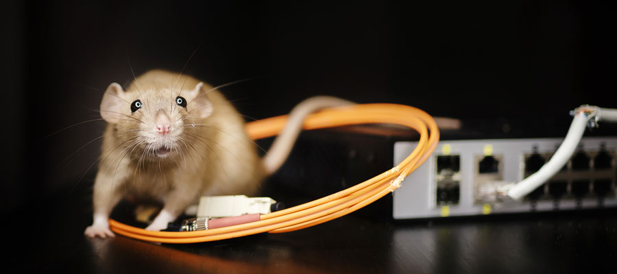 Rodents are entering Vancouver BC homes during the pandemic - OnSite Pest Control