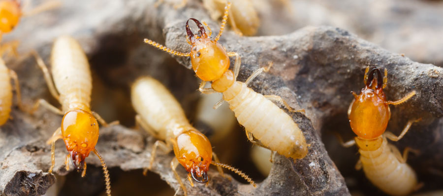 What types of homes get termites - OnSite Pest Control in Vancouver BC