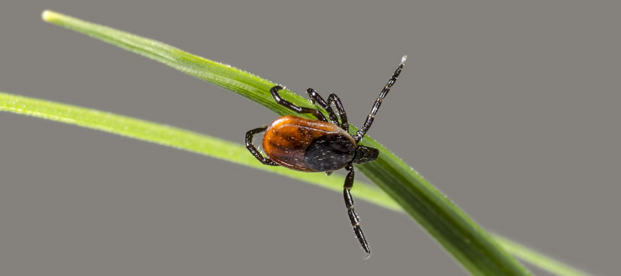 How to safely remove ticks in Vancouver BC - OnSite Pest Control