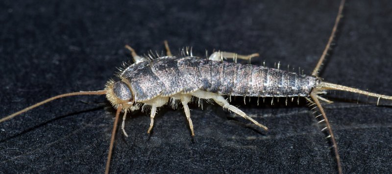 closeup picture of silverfish