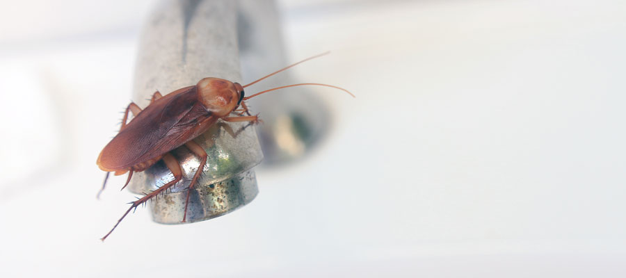 Roaches are attracted to leaks in Vancouver BC homes - OnSite Pest Control
