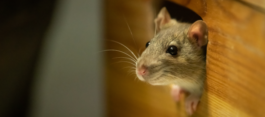 Rat in Vancouver BC home - OnSite Pest Control