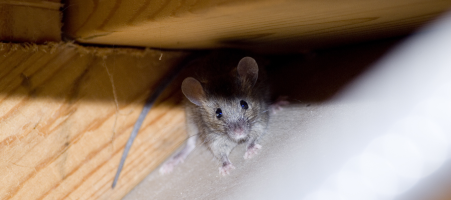 House mouse in British Columbia BC home - OnSite Pest Control