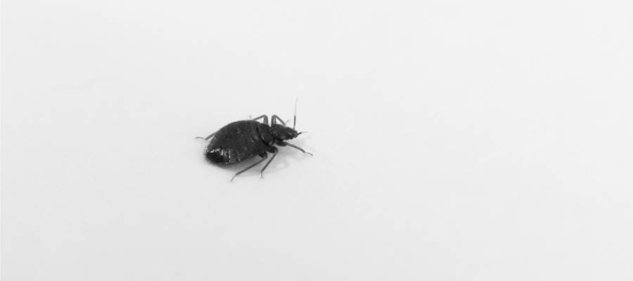 Bed bug in a hotel in Vancouver BC - Rentokil, formerly Onsite Pest Control